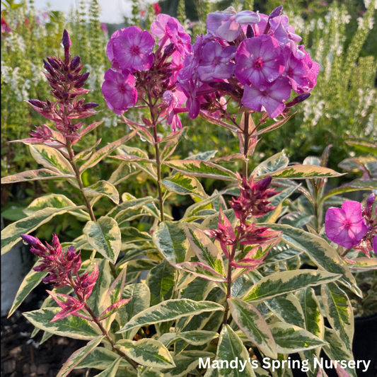 'Olympus' Tall Garden Phlox