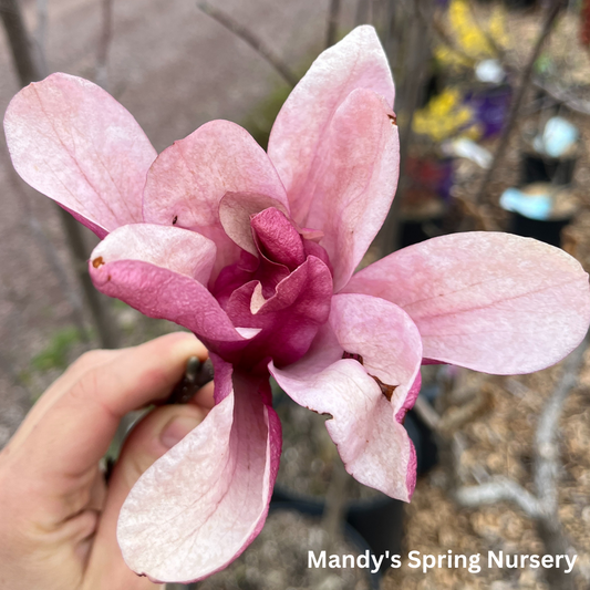 Galaxy Magnolia | Magnolia x 'Galaxy'