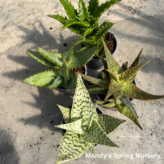 Aloe Vera | Aloe barbadensis miller