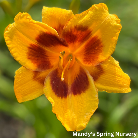 Tiger Swirl Daylily | Hemerocallis 'Tiger Swirl'