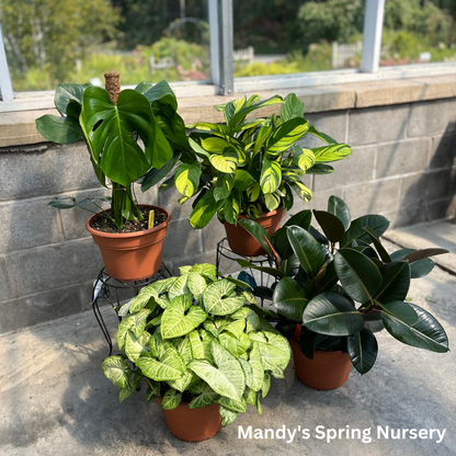 golden mosaic prayer plant Ctenanthe Pilosa Golden Mosaic – Mandy Spring Farm Nursery, Inc