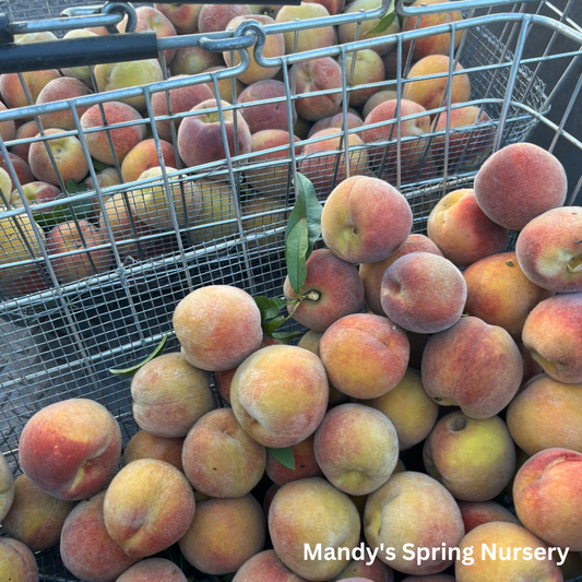 Bare Root - Contender Yellow Peach | Prunus persica 'Contender'