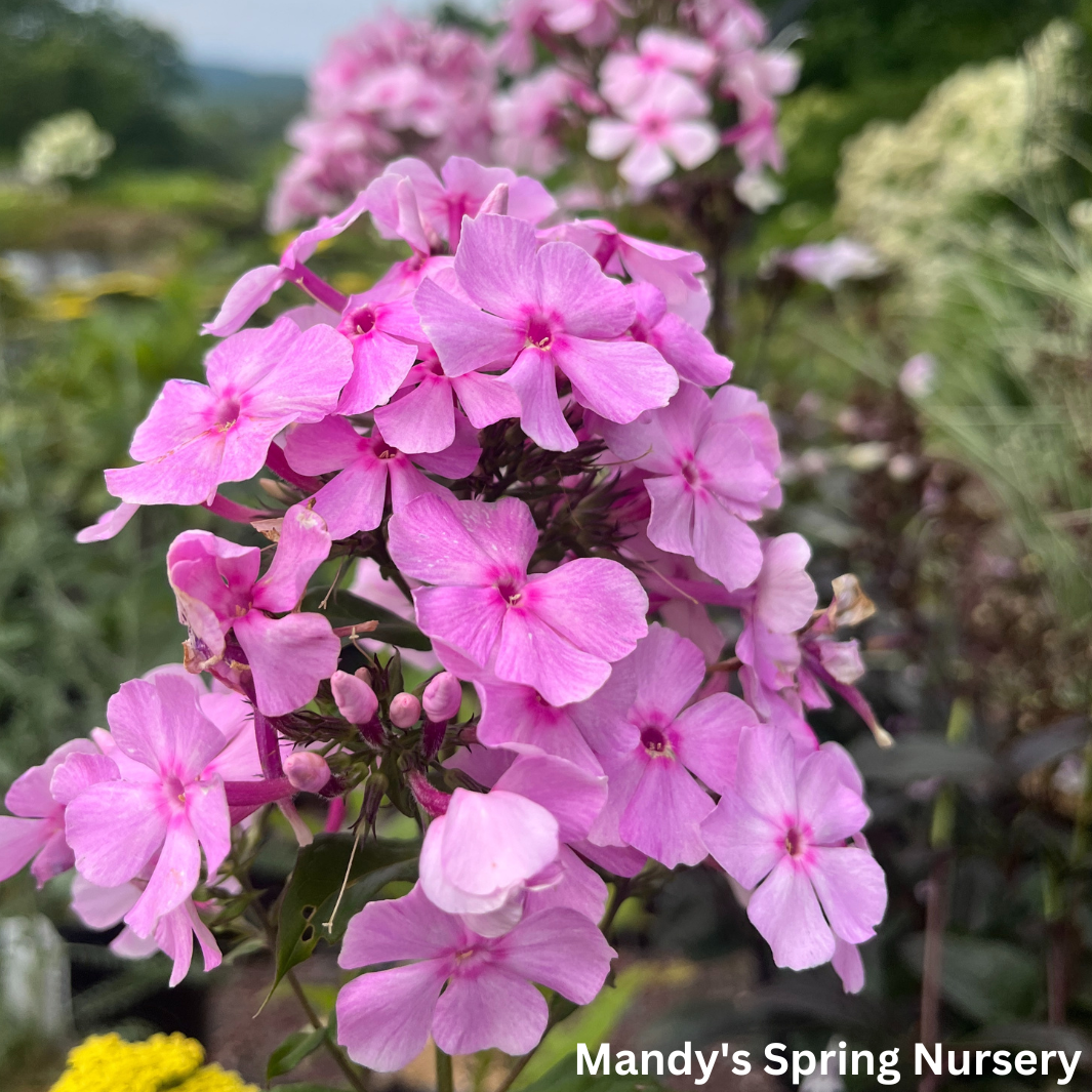 'Uptown Girl' Garden Phlox | Phlox paniculata 'Uptown Girl'