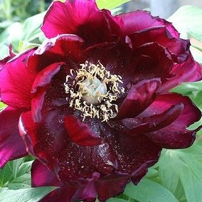 Maroon Tree Peony