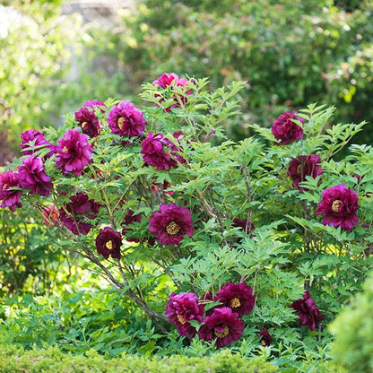 Maroon Tree Peony