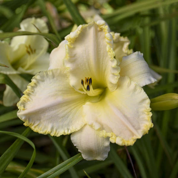 'Marquee Moon' Daylily | Hemerocallis