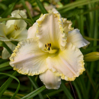 'Marquee Moon' Daylily | Hemerocallis