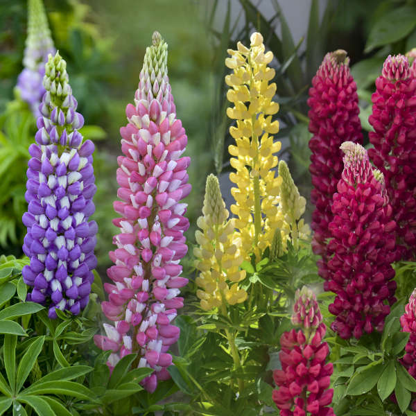'Mini Gallery' Lupine (Mixed) | Lupinus polyphyllus