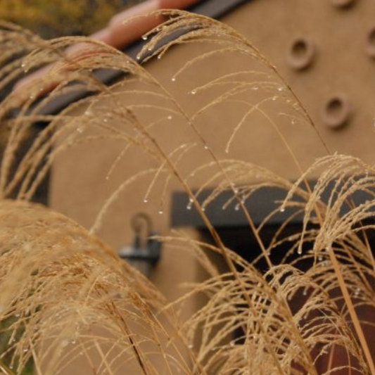 'Morning Light' Maiden Grass | Miscanthus sinensis