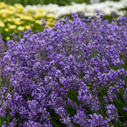 Munstead English Lavender | Lavandula angustifolia