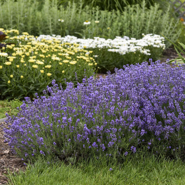 Munstead English Lavender | Lavandula angustifolia