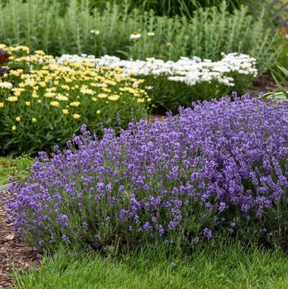 Munstead English Lavender | Lavandula angustifolia