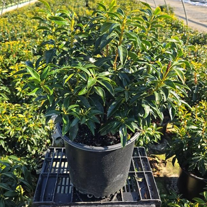 'Nathan Hale' Mountain Laurel | Kalmia Latifolia