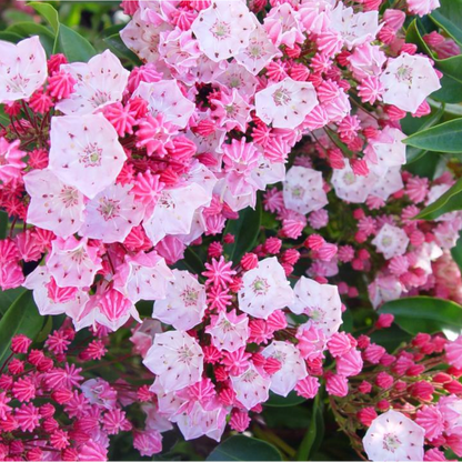 'Nathan Hale' Mountain Laurel | Kalmia Latifolia
