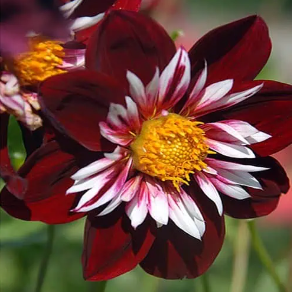 Dahlia Tubers