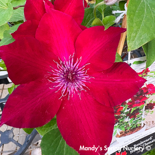Boulevard® Nubia Clematis