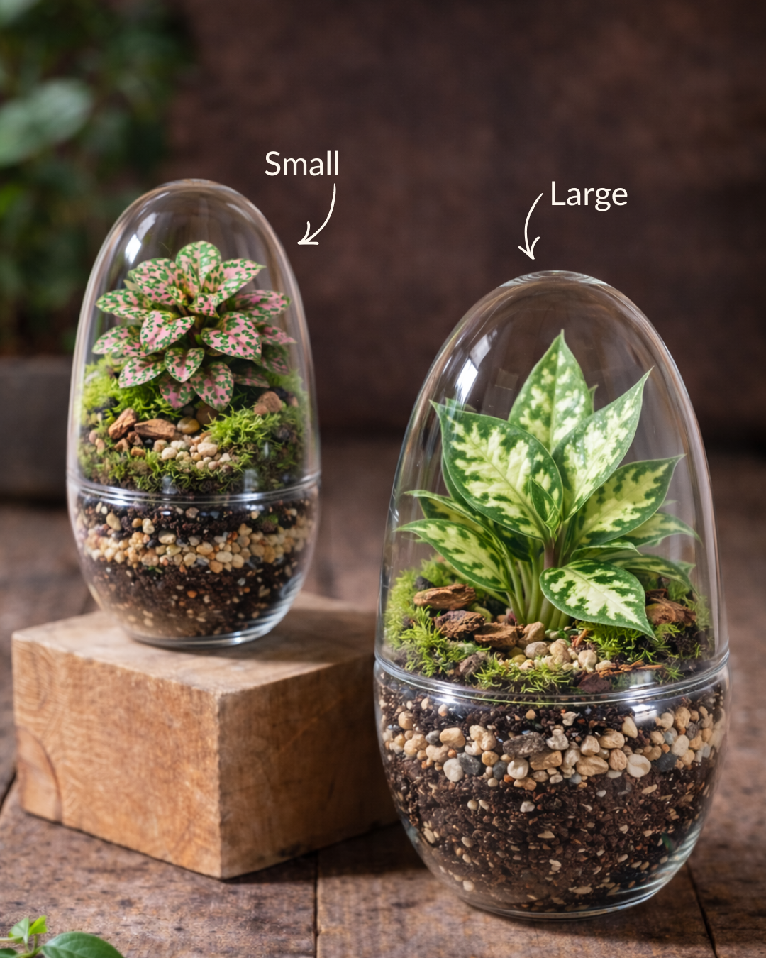 Make Your Own Terrarium Workshop - Thurs Feb 19 @ 10 AM @ Canopy Saratoga (SOLD OUT)