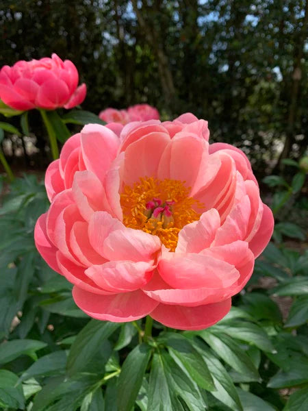 'Coral Charm' Peony | Paeonia lactiflora