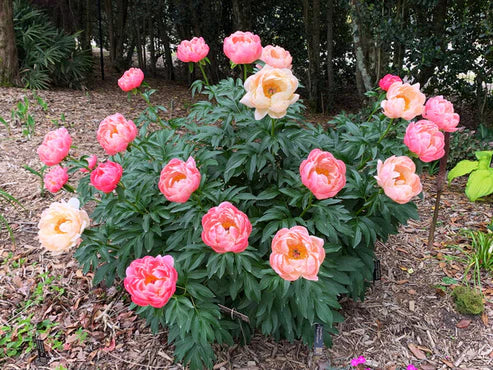 'Coral Charm' Peony | Paeonia lactiflora