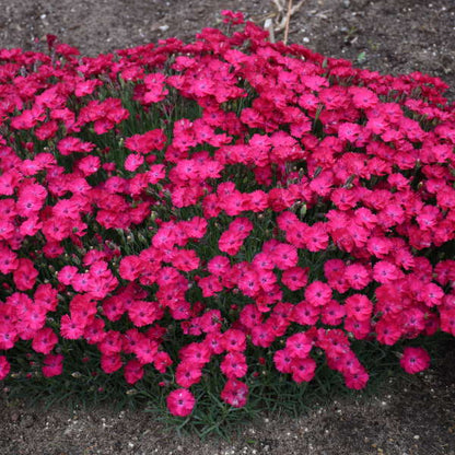 'Paint the Town Red' Dianthus