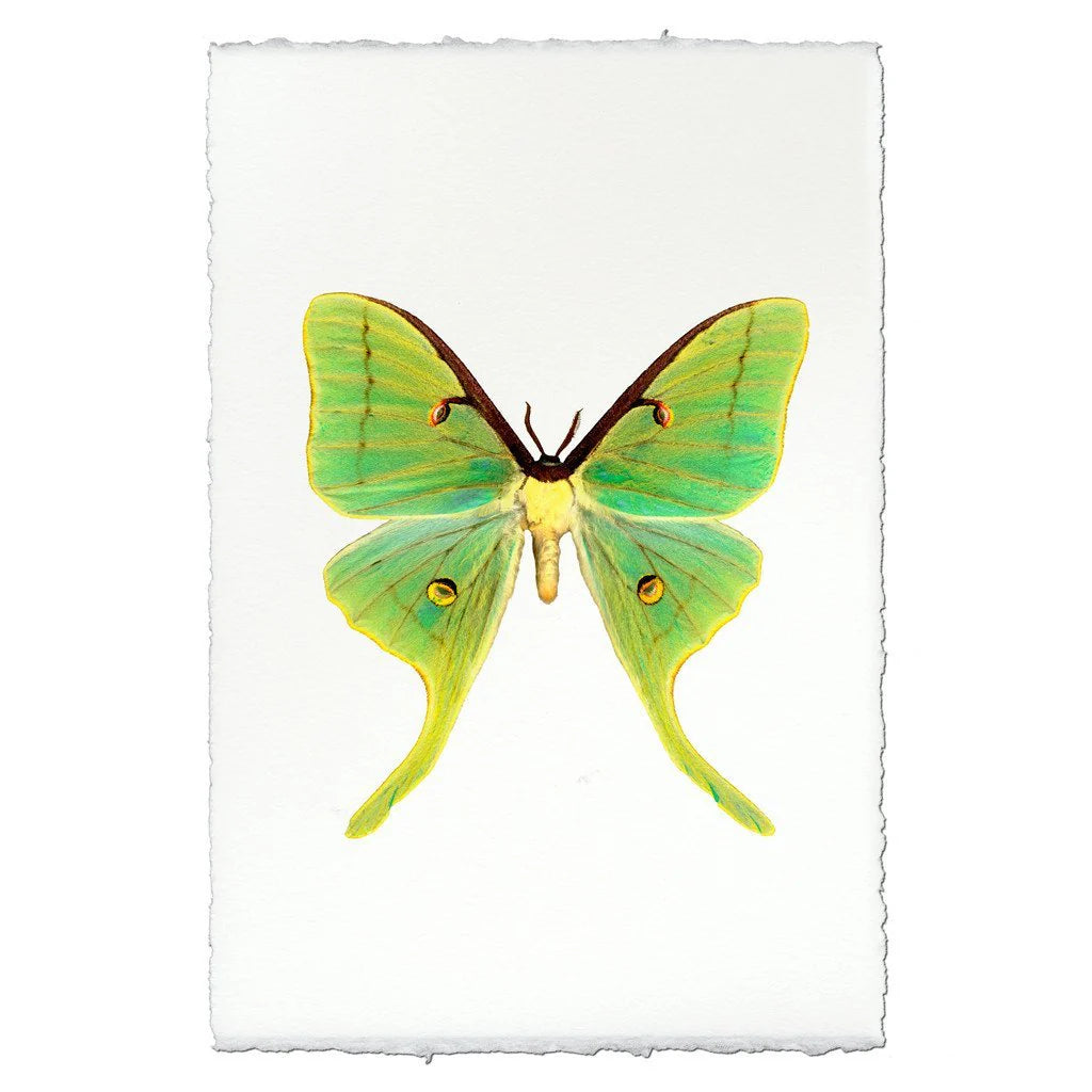 Insect Framed Prints - Barloga Studios