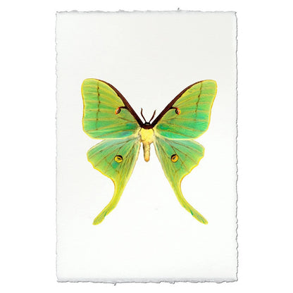 Insect Framed Prints - Barloga Studios