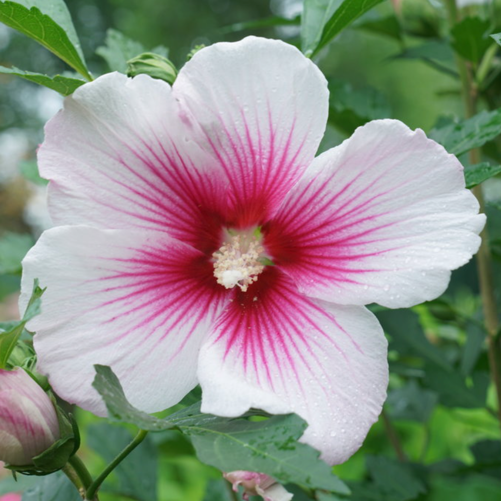 Paraplu Pink Ink® Rose of Sharon | Hibiscus syriacus
