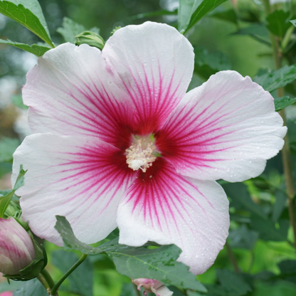 Paraplu Pink Ink® Rose of Sharon | Hibiscus syriacus