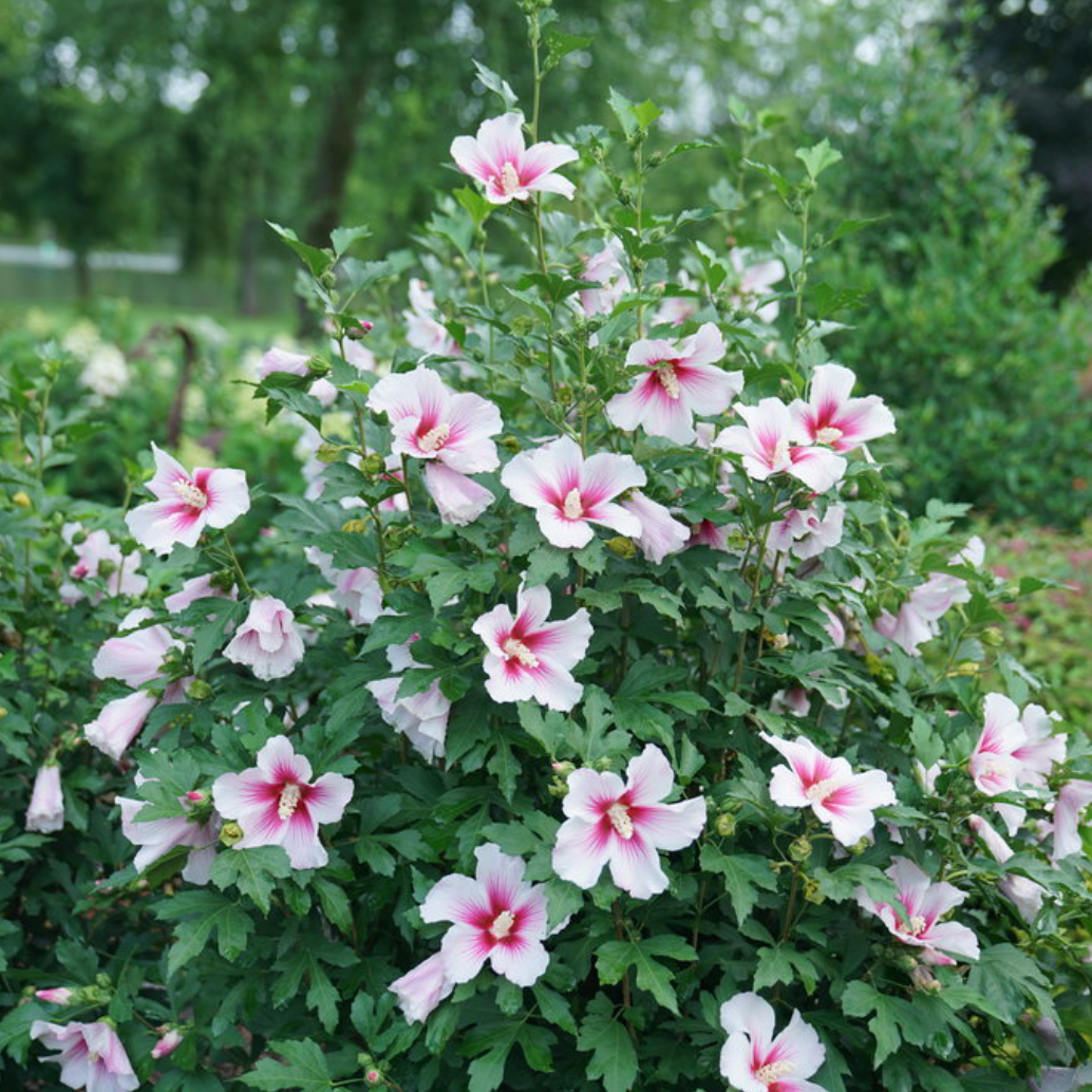 Paraplu Pink Ink® Rose of Sharon | Hibiscus syriacus