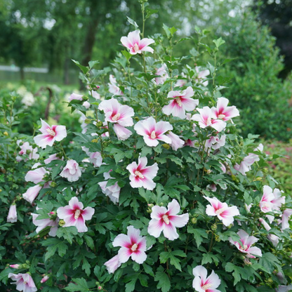 Paraplu Pink Ink® Rose of Sharon | Hibiscus syriacus