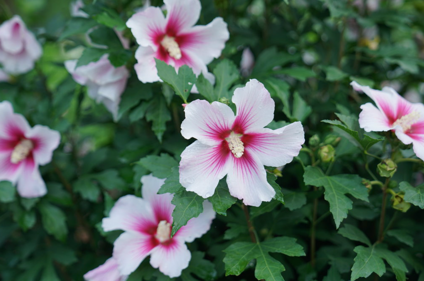 Paraplu Pink Ink® Rose of Sharon | Hibiscus syriacus