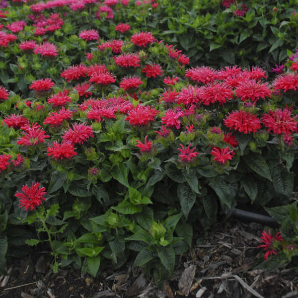 'Pardon My Cerise' Bee Balm | Monarda didyma