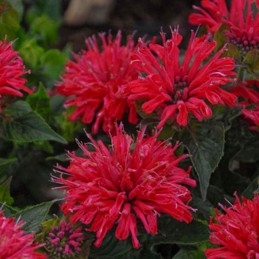 'Pardon My Cerise' Bee Balm | Monarda didyma