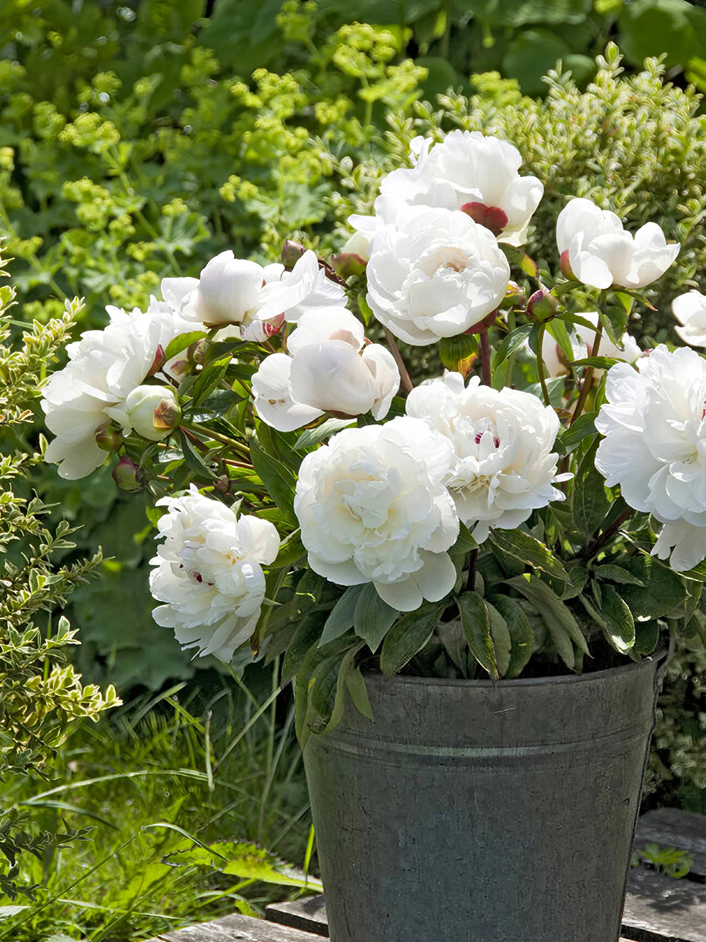 Festiva Maxima Peony | Paeonia 'Festiva Maxima'