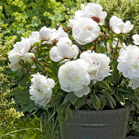 Festiva Maxima Peony | Paeonia 'Festiva Maxima'