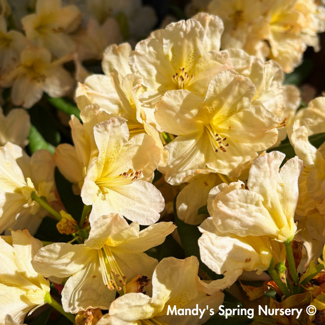 'Percy Wiseman' Rhododendron
