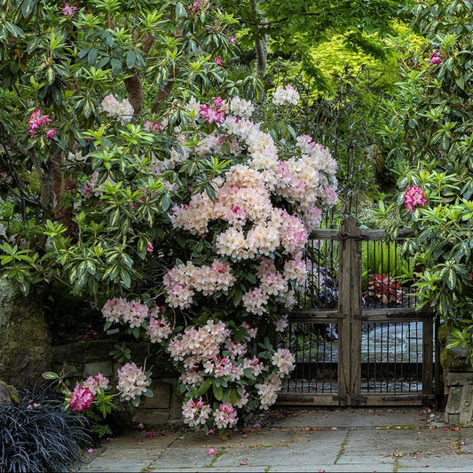 'Percy Wiseman' Rhododendron