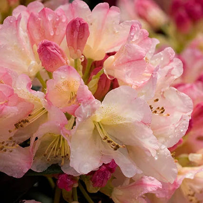'Percy Wiseman' Rhododendron