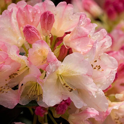 'Percy Wiseman' Rhododendron