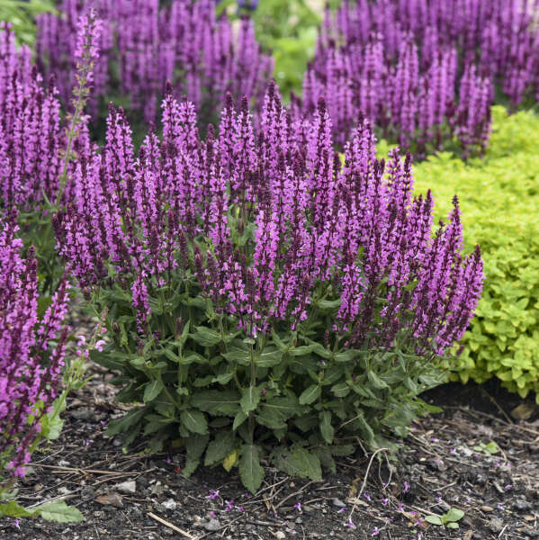 'Pink Profusion' Salvia | Salvia nemorosa