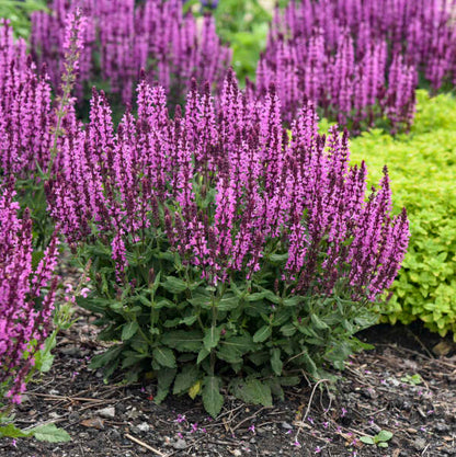 'Pink Profusion' Salvia | Salvia nemorosa