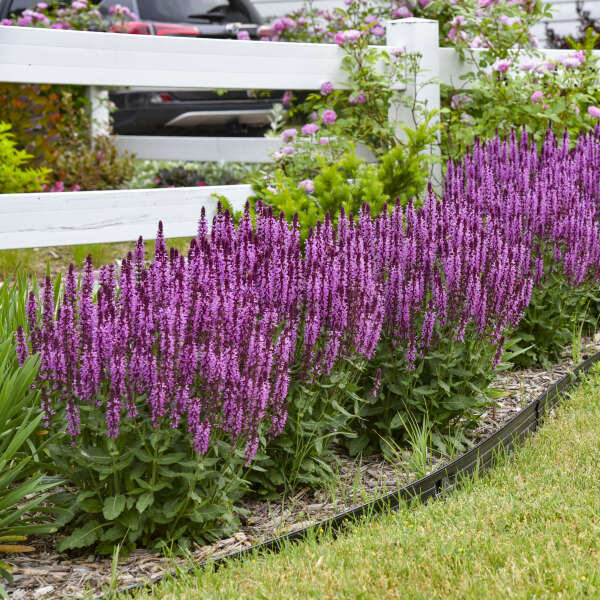 'Pink Profusion' Salvia | Salvia nemorosa