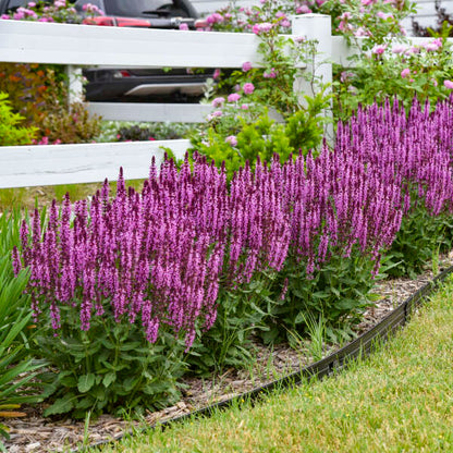 'Pink Profusion' Salvia | Salvia nemorosa