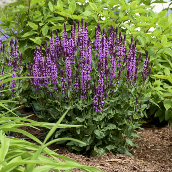 'Pink Profusion' Salvia | Salvia nemorosa