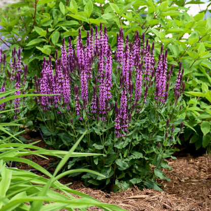 'Pink Profusion' Salvia | Salvia nemorosa