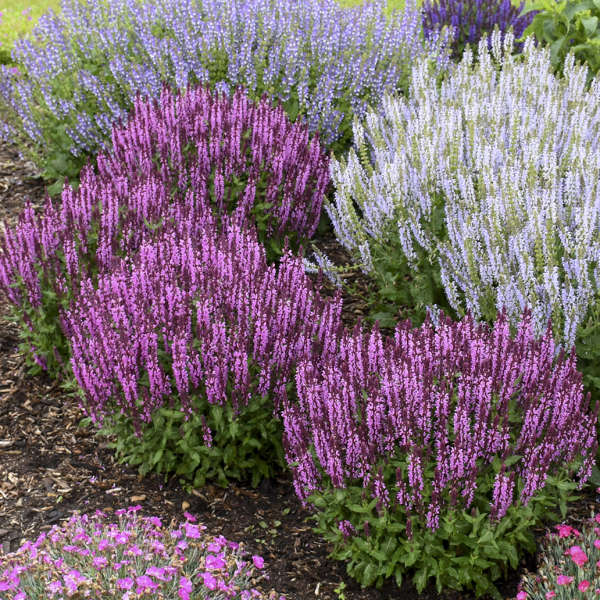 'Pink Profusion' Salvia | Salvia nemorosa