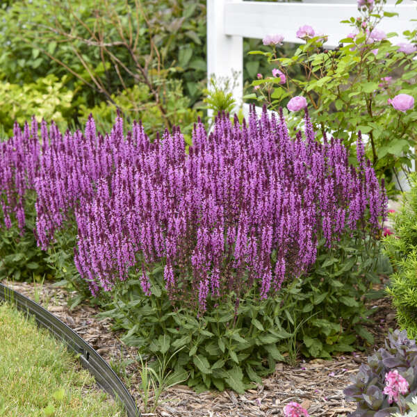 'Pink Profusion' Salvia | Salvia nemorosa