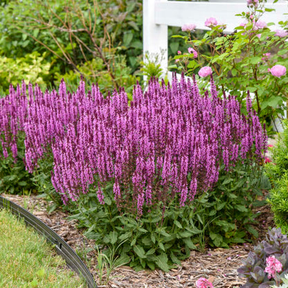 'Pink Profusion' Salvia | Salvia nemorosa
