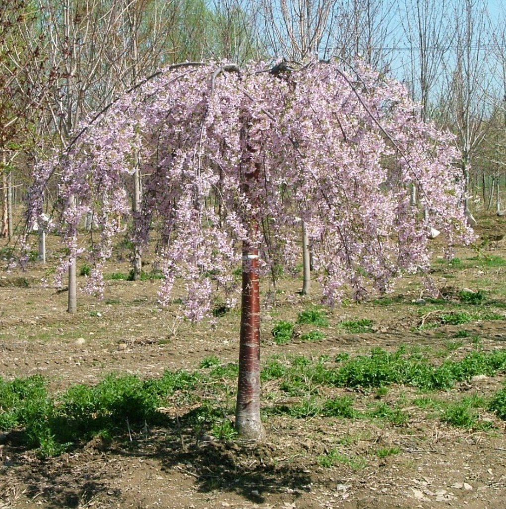 Pink Snow Showers™ Weeping Cherry | Prunus x