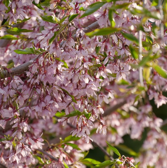 Pink Snow Showers™ Weeping Cherry | Prunus x